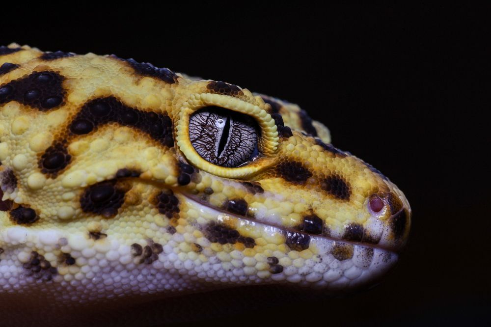 Фотография автора Пётр Чирков