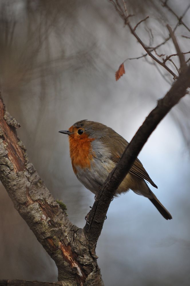 Photograph by Julia Carr