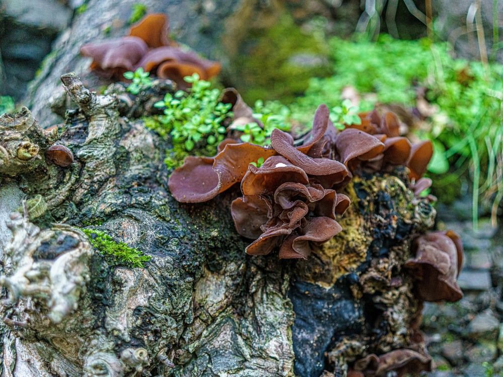 Brown mushrooms