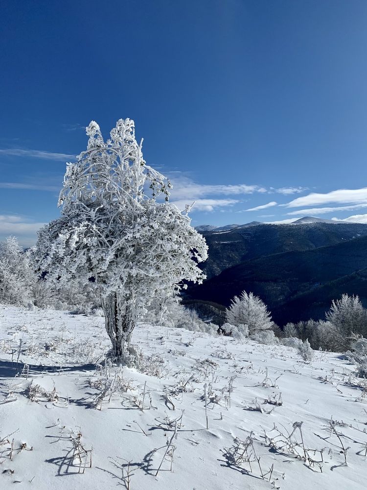 Художница зима