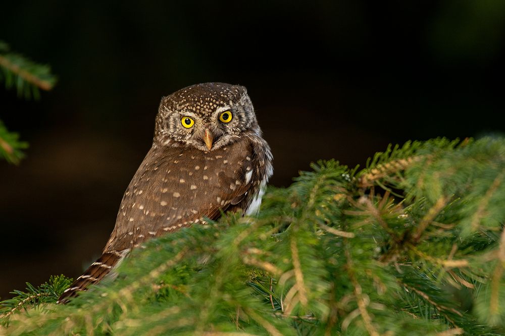 Photograph by Tomaš Smutný