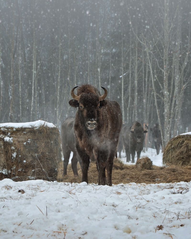 Photograph by Сергей Протасов