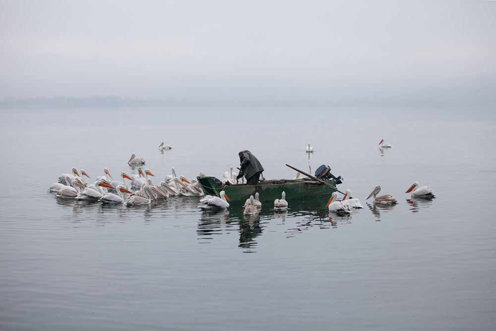 Fishing with silver pelicans