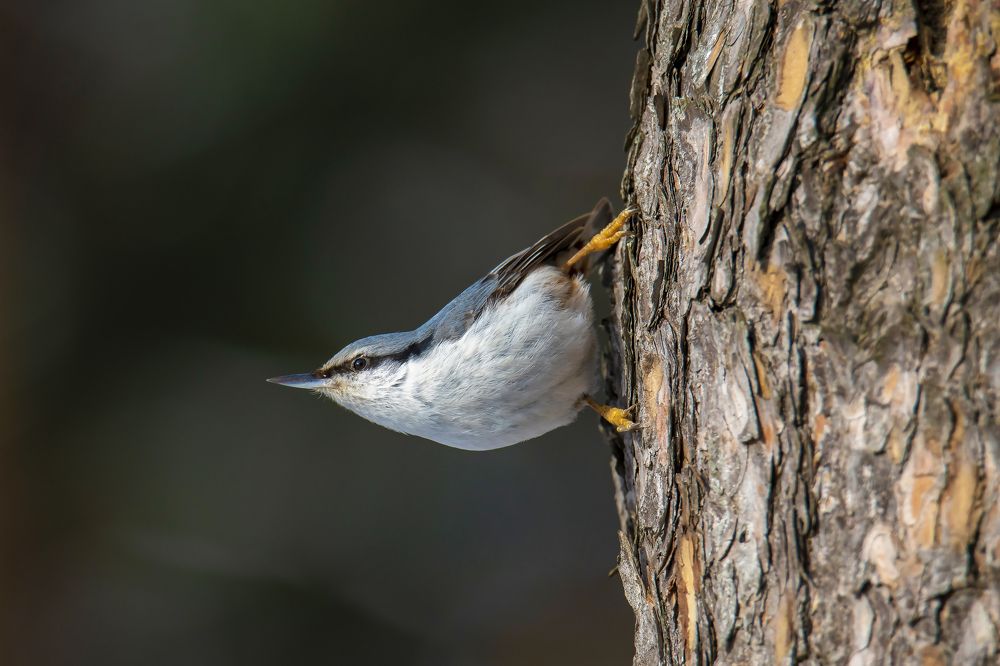 Поползень обыкновенный.