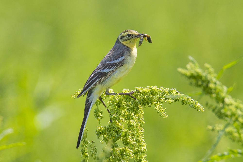 Желтоголовая Трясогузка.