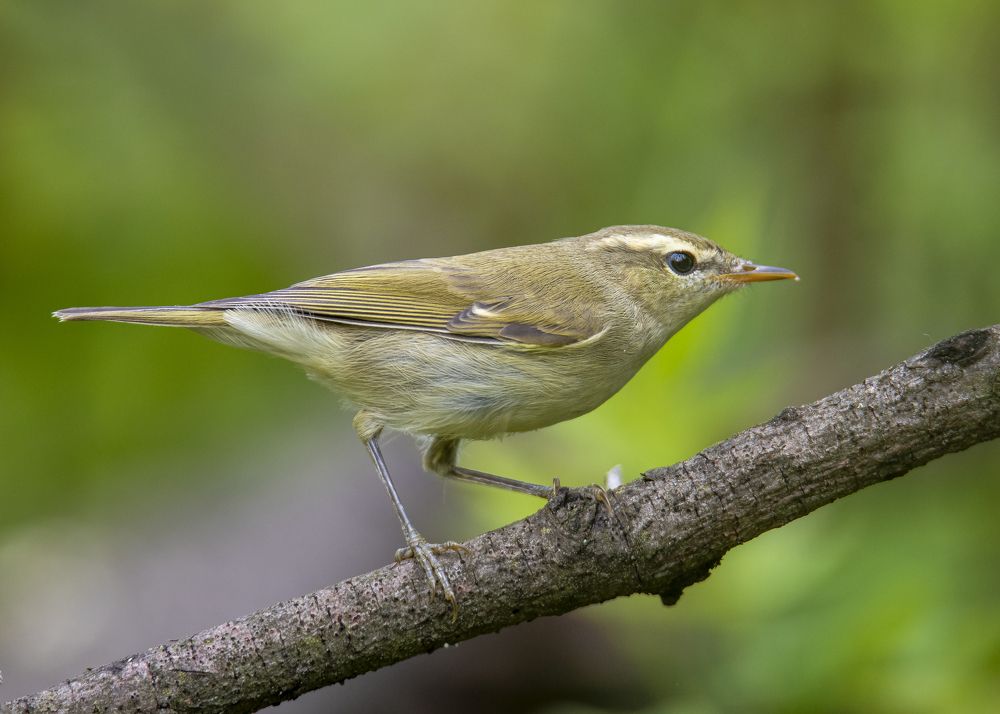 Зелёная Пеночка.