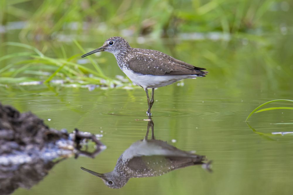 Photograph by Валерий Шурмиль