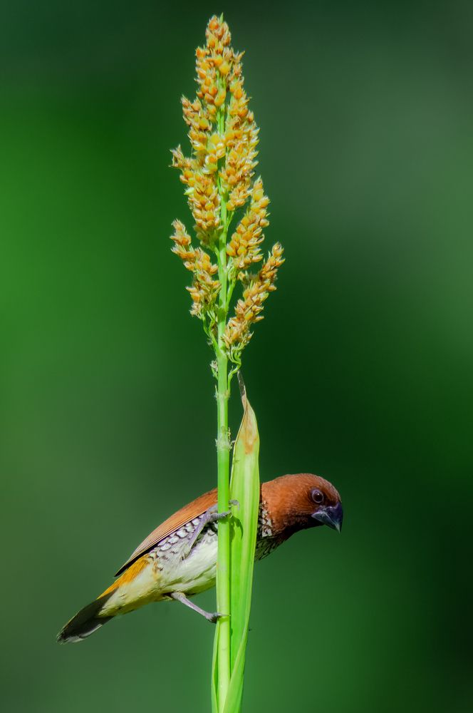 Scaly Breasted Muniya.