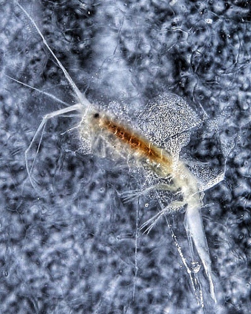 Ледяное спокойствие