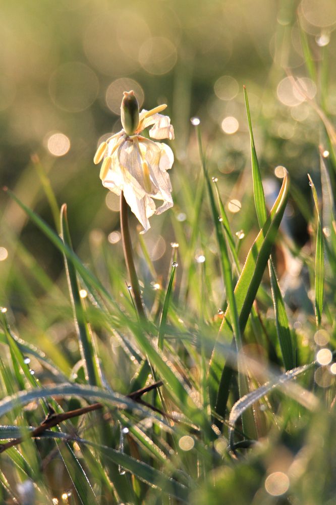 Торжество утра / Сelebration of the morning