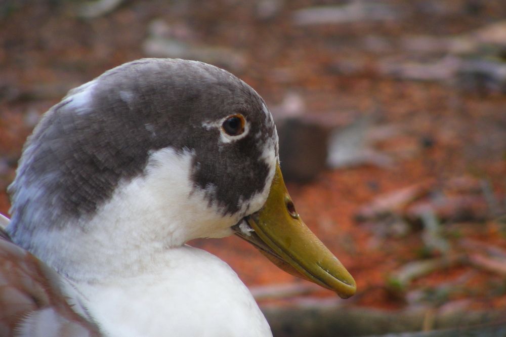 Photograph by Lokuge Sanuth