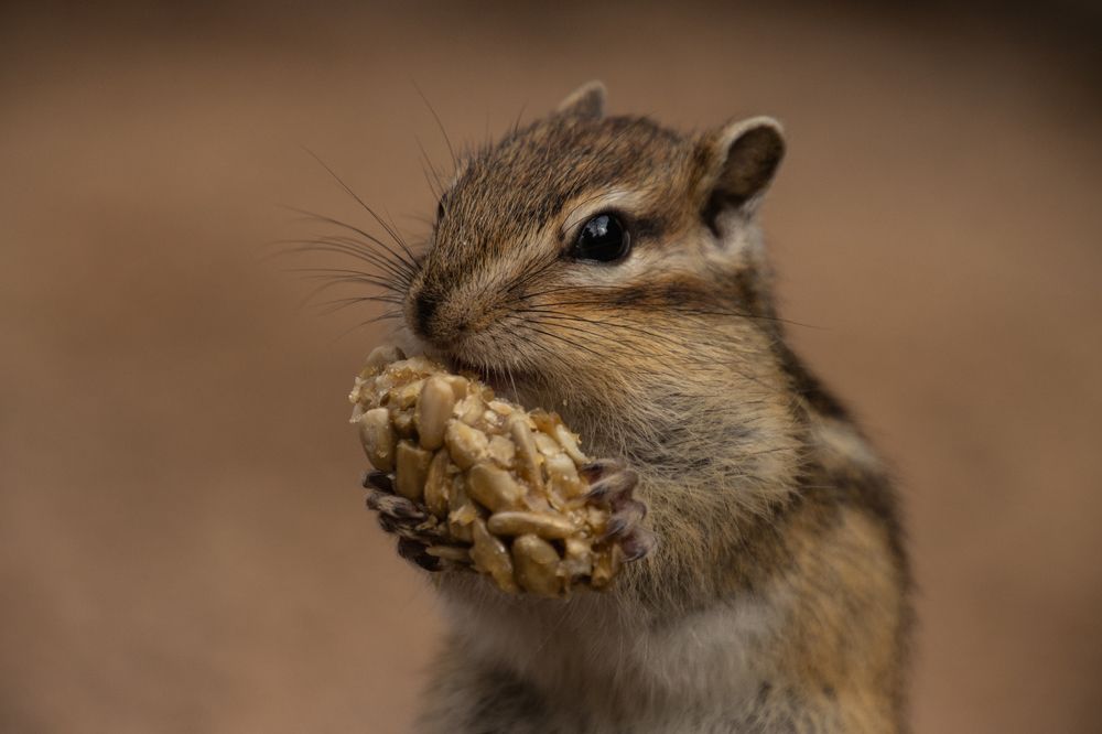 Бурундук-сладкоежка