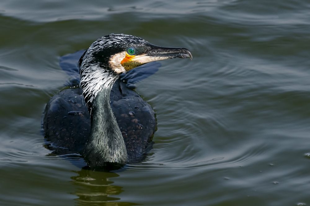 Фотография автора Татьяна Меньшикова