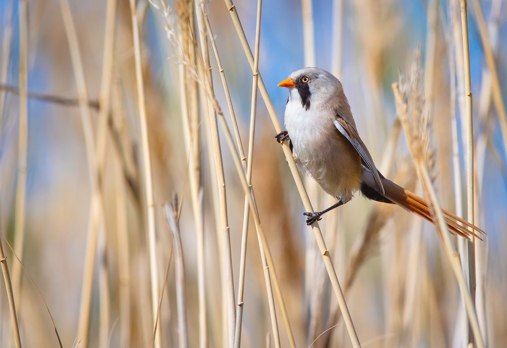 Фотография автора Татьяна Меньшикова