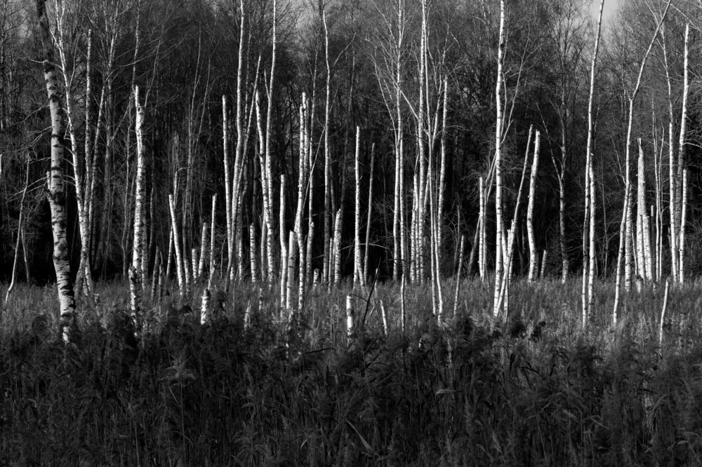 Photograph by Елена Копейкина