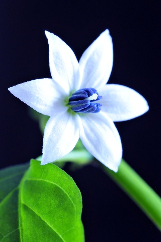 Цветок перца Чили