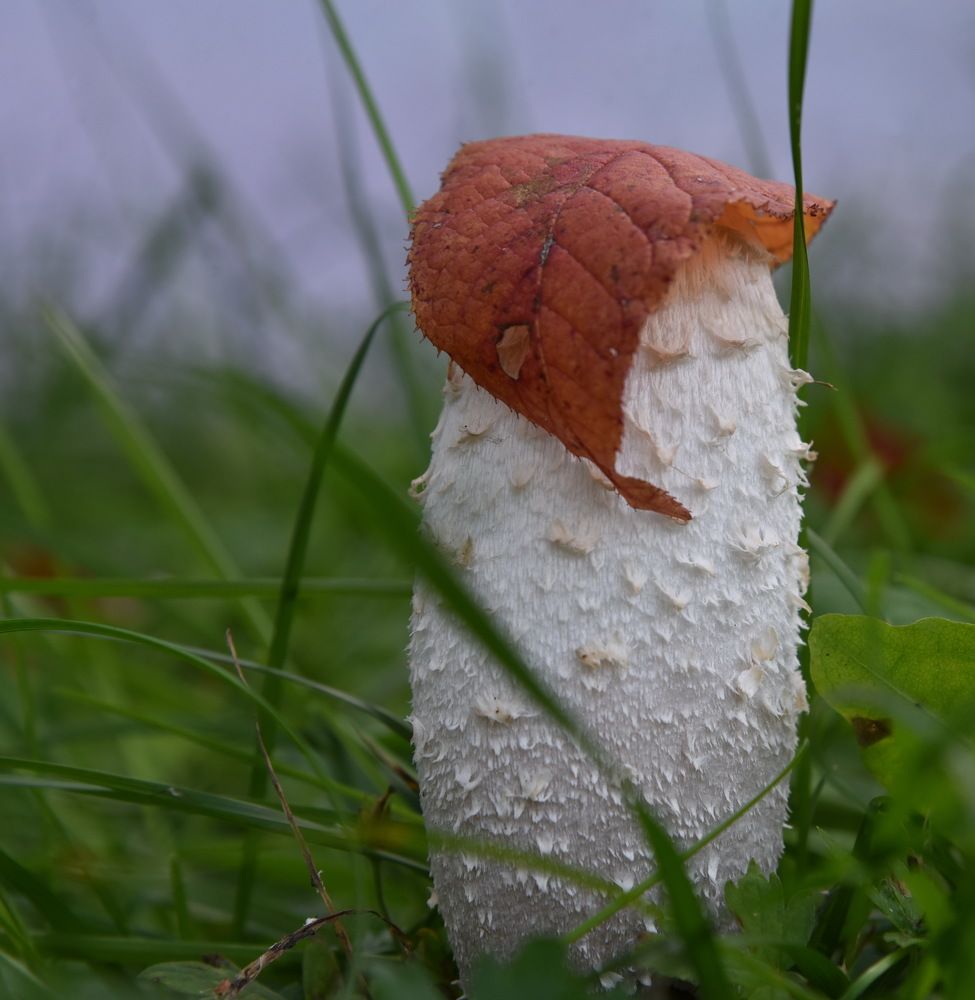 Photograph by Людмила Воропаева