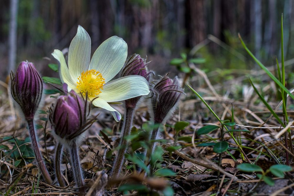 -Гонец весны...