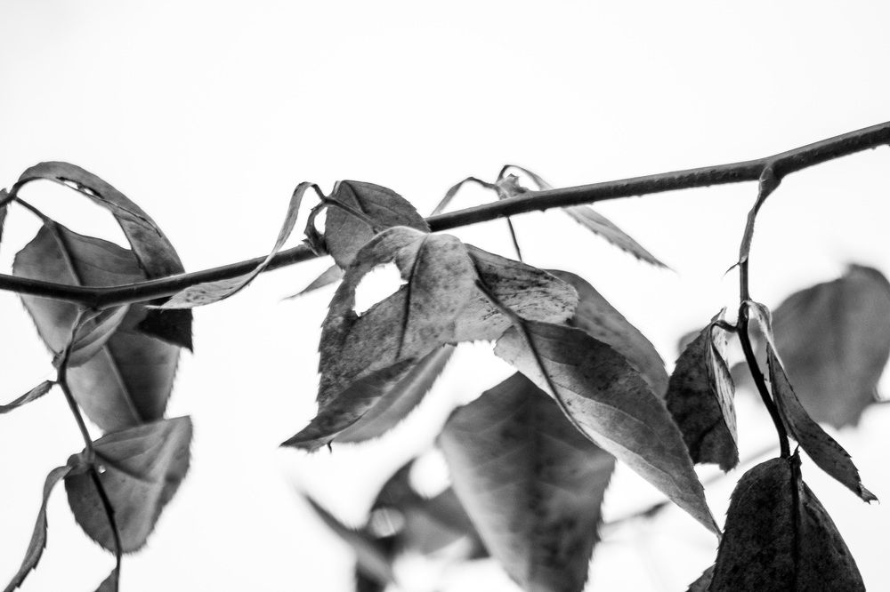 Photograph by Сергей Золотоверхий