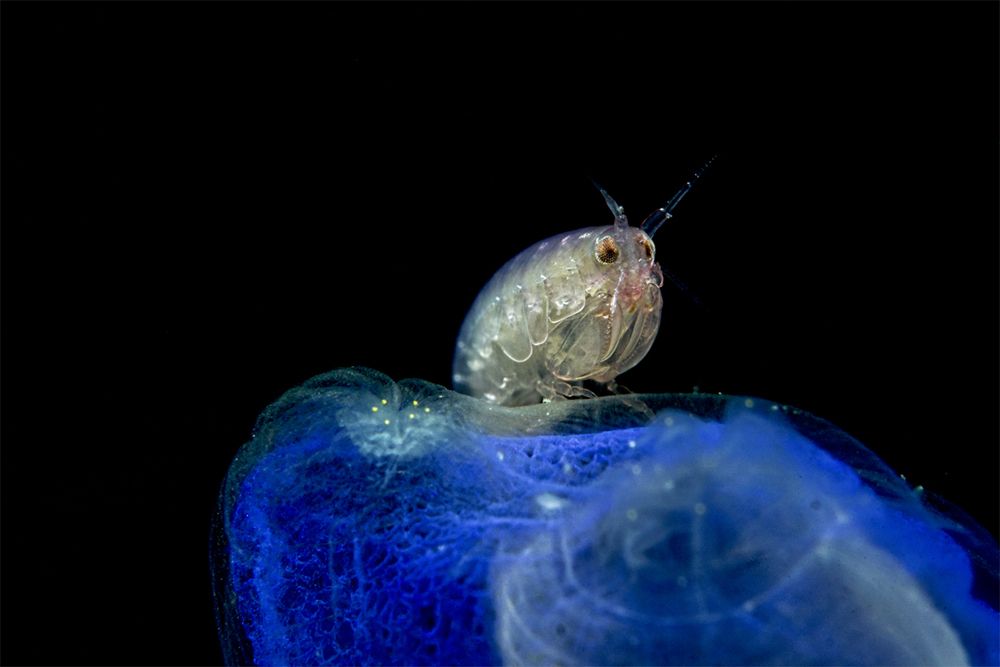 Lady Bug on this Home