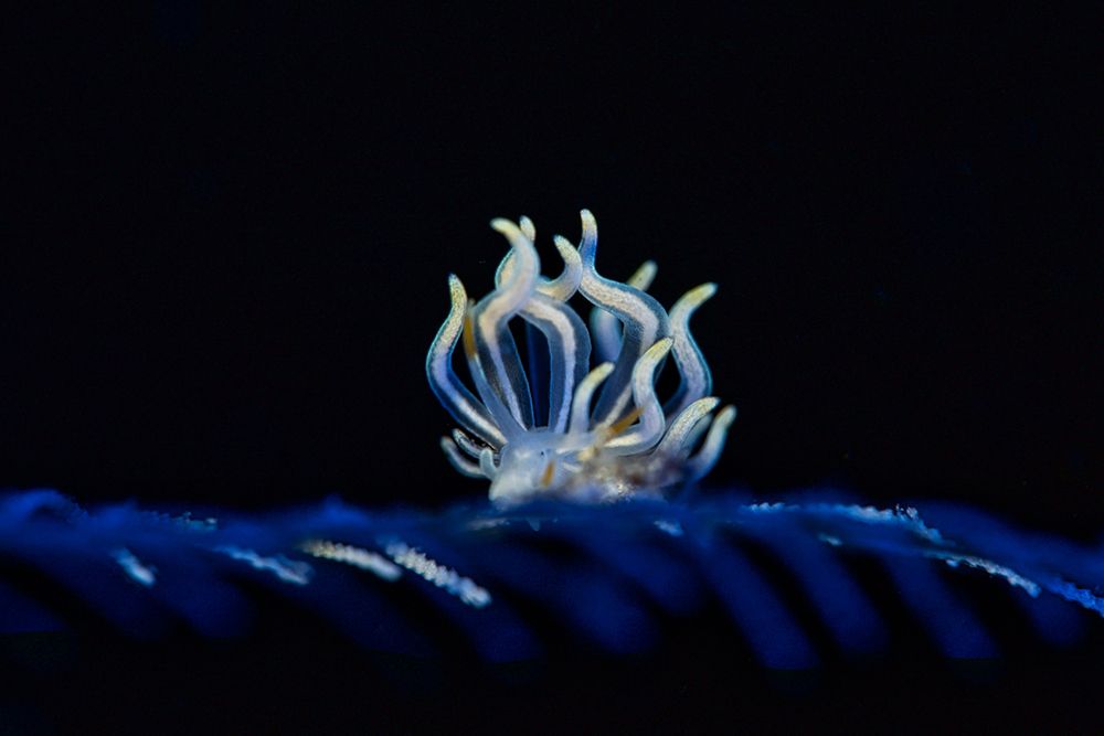 Flame Nudi
