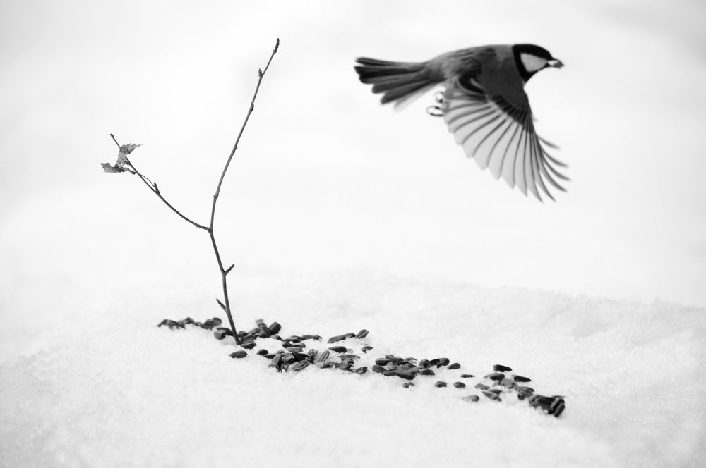 Наземная кормушка