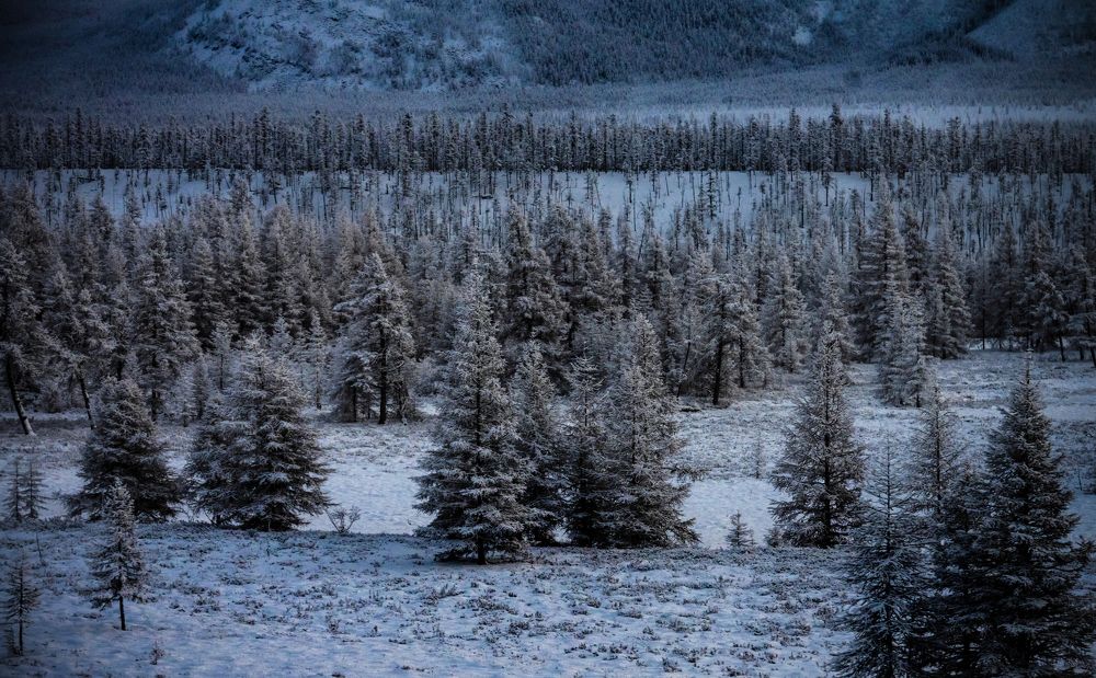 Полюс Холода