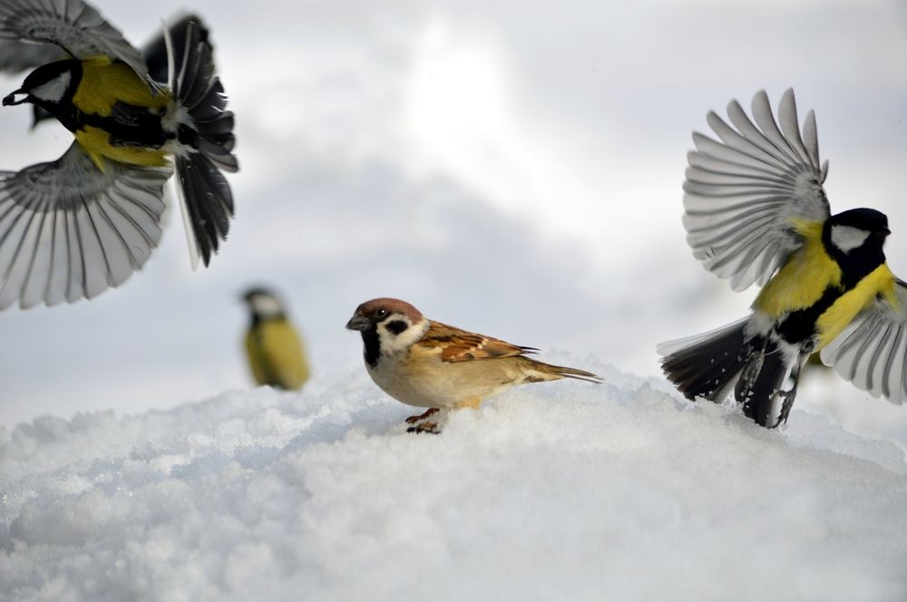 Кто успел тот и съел