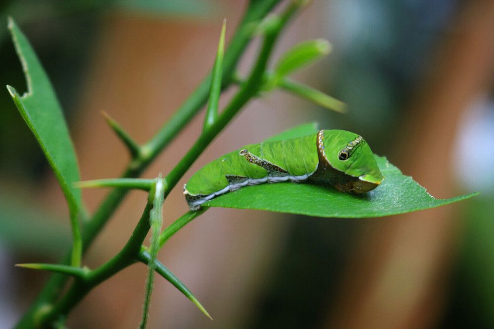 Life history of lime butterfly (Papilio demoleus)