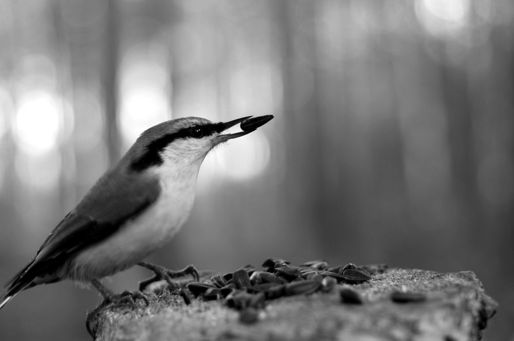 Позирующий Древолаз
