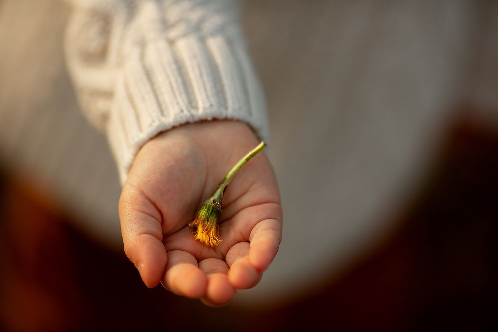 первые цветы