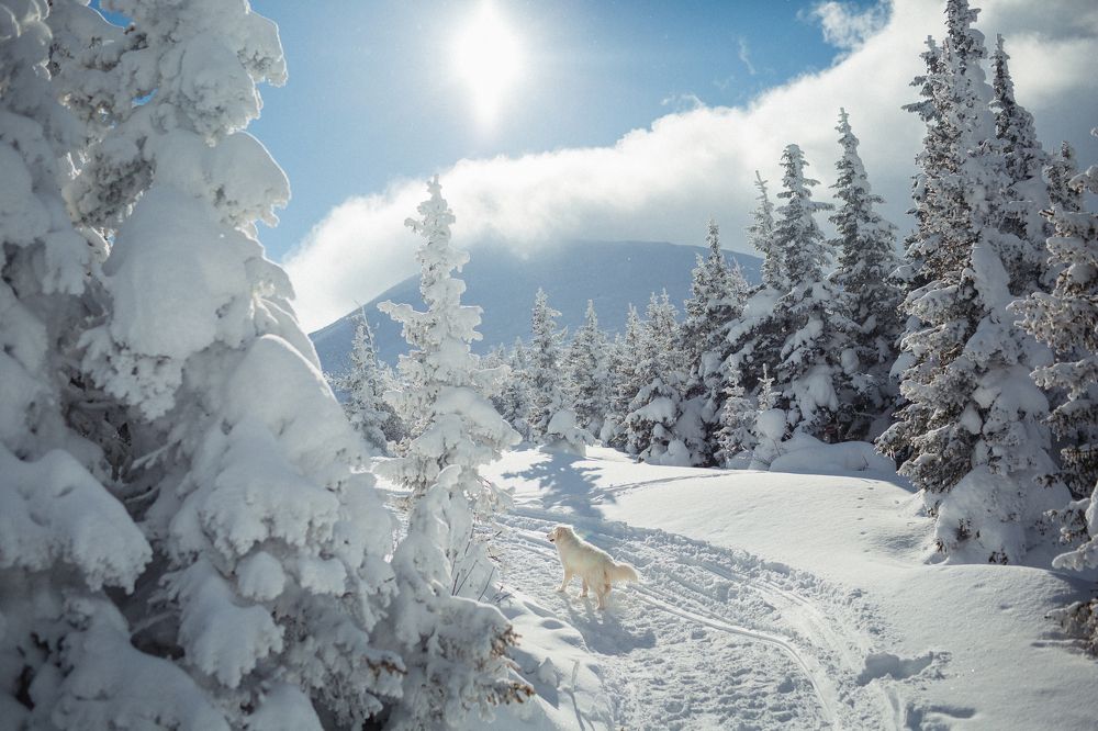 Фотография автора Светлана Тимис