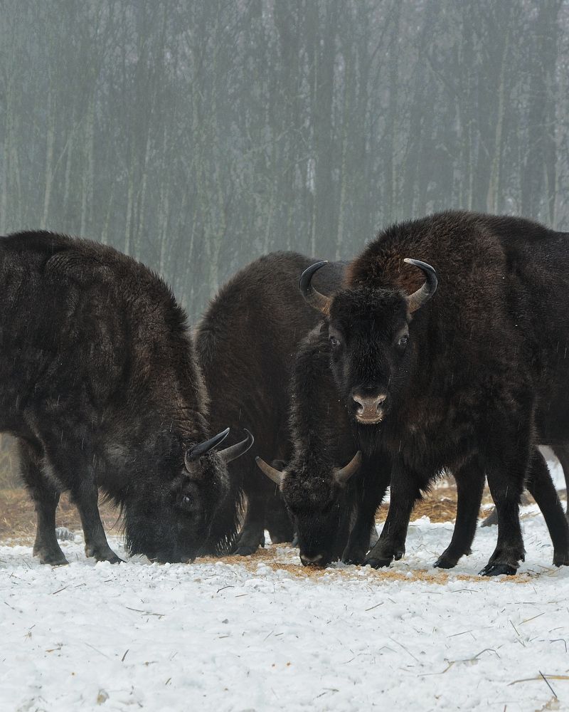 Bison in the Wild