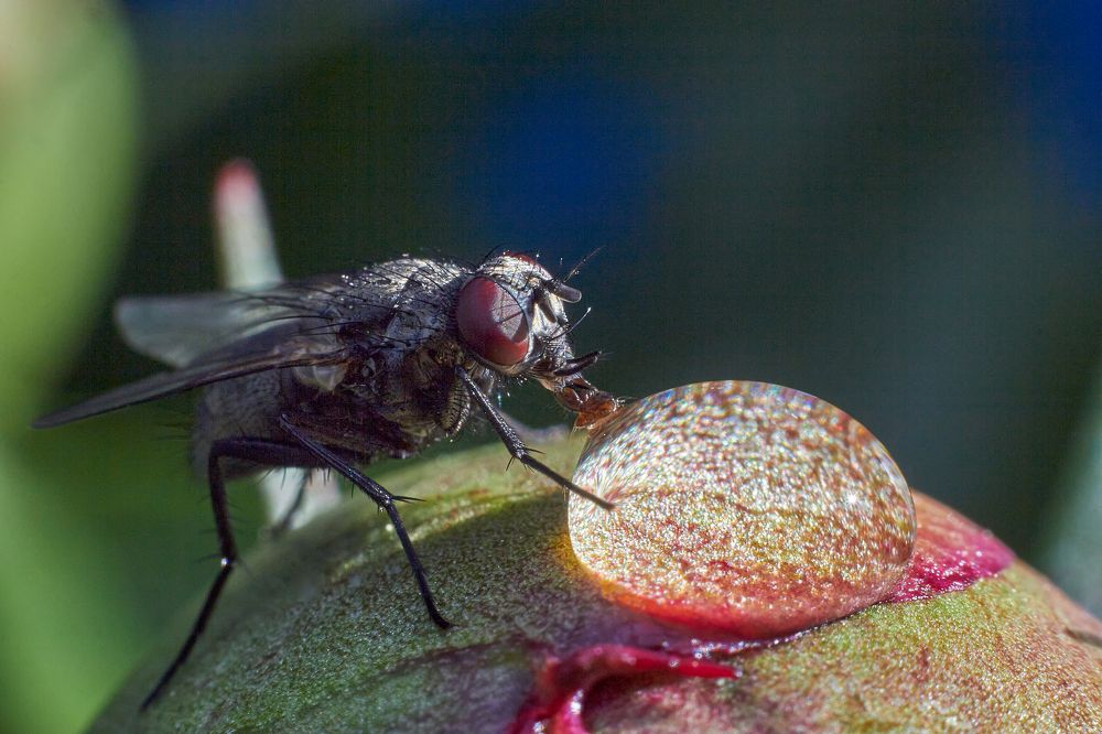 Муха-цокотуха  за сладкой капелькой.