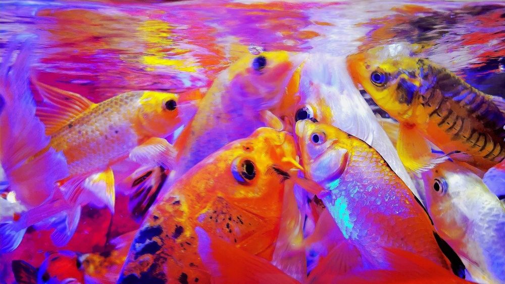 Буйство красок