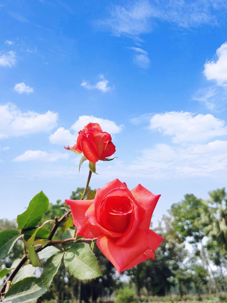 Photograph by Tamzidul Islam