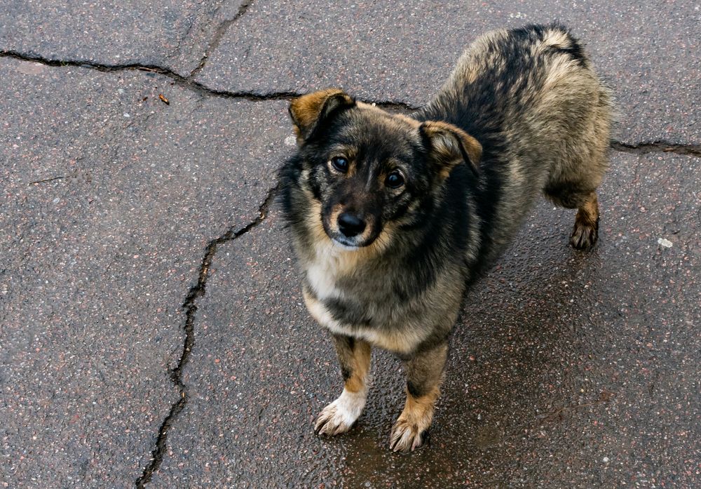 Photograph by Владимир Зеленский