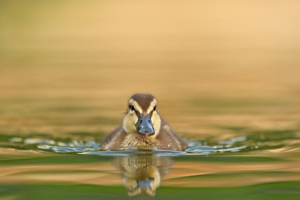 Photograph by Juraj Benčík