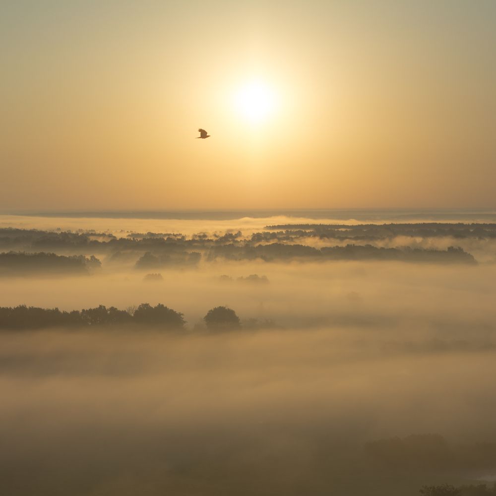 Ослеплённые