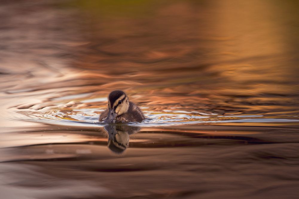 Photograph by Alena Bednářová