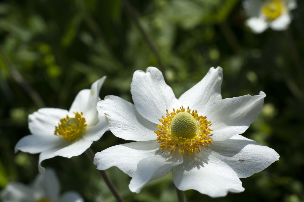 Photograph by Berezvai László