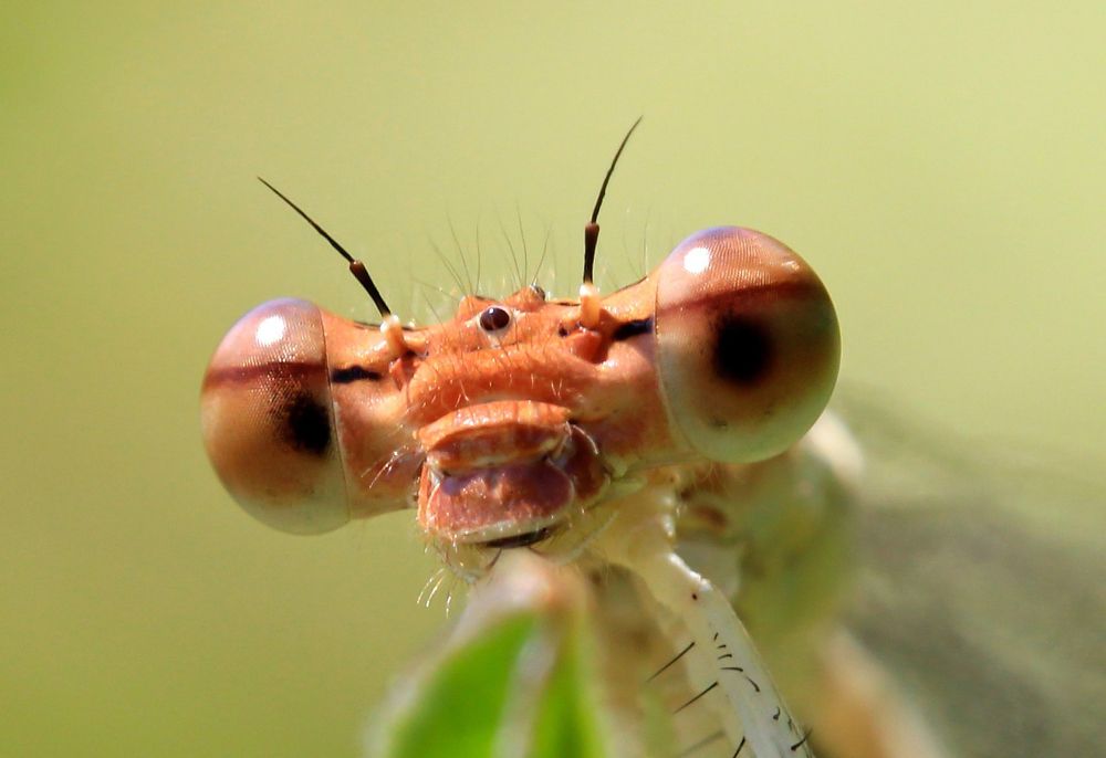 Фотография автора Олег Сенников
