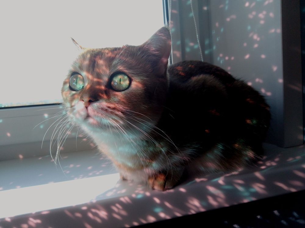 Фотография автора Lina Denisowa