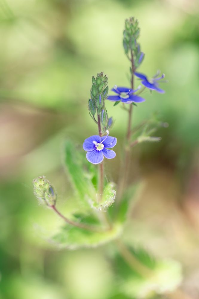 Нежность весны