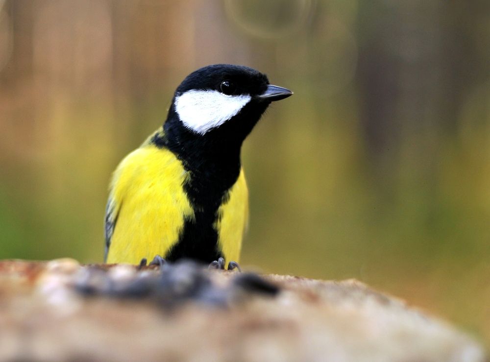 Таёжный гость