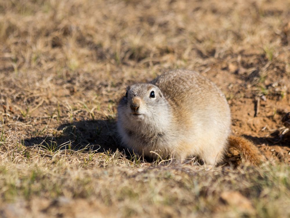 Любопытный суслик