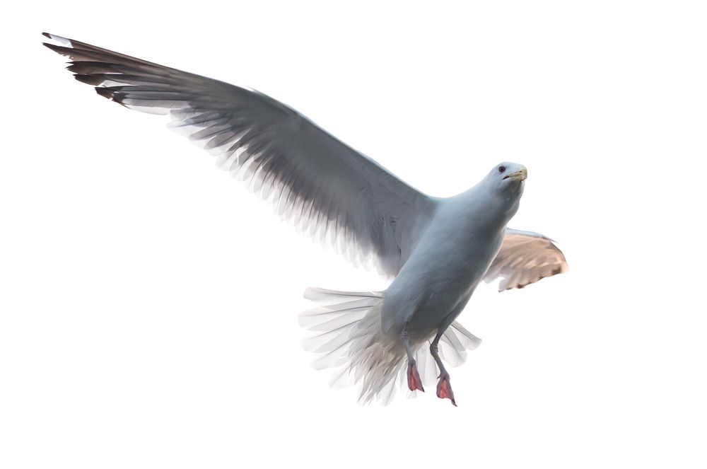 Танец в полете