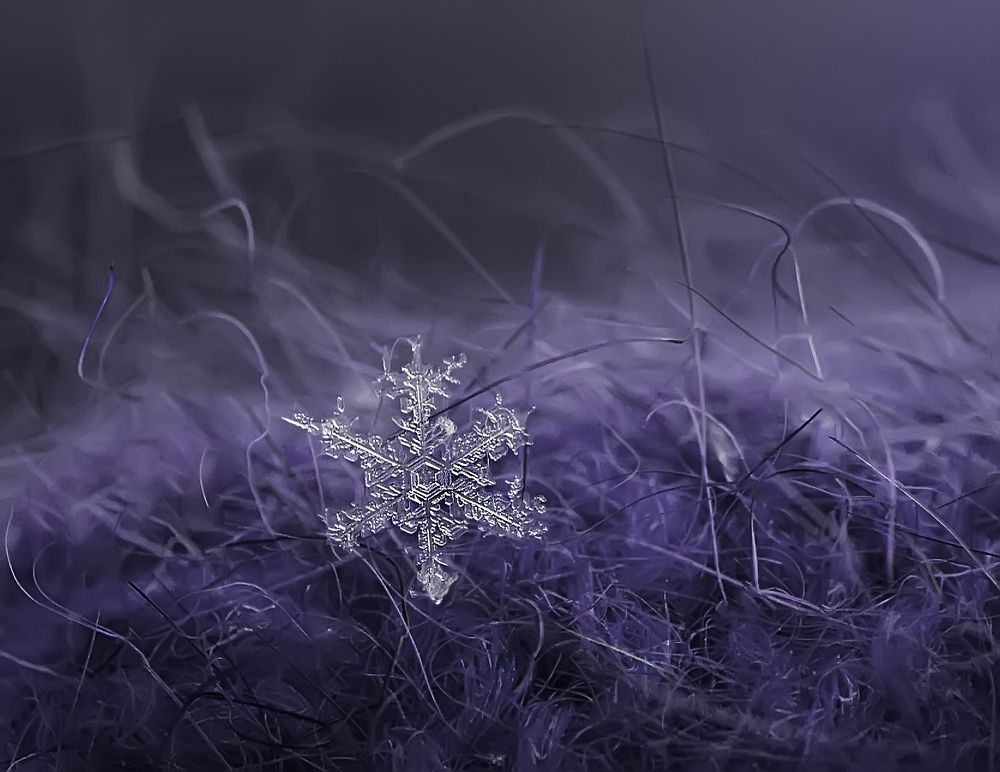 Всё фиолетово