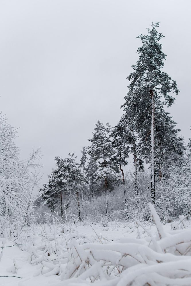 Photograph by Ольга Кобринская