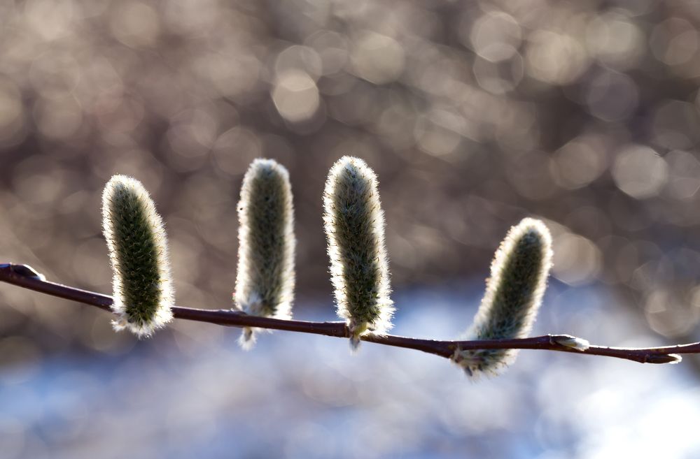 Песня о весне